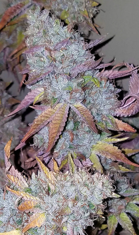 OG Bud