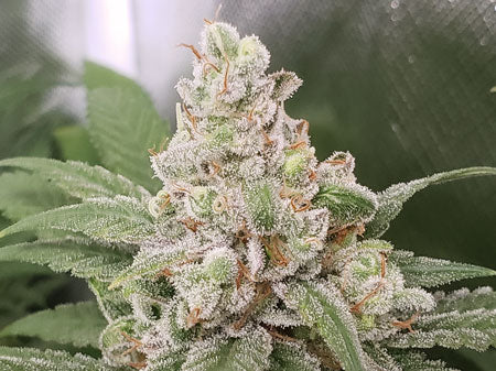 Pineapple Chunk