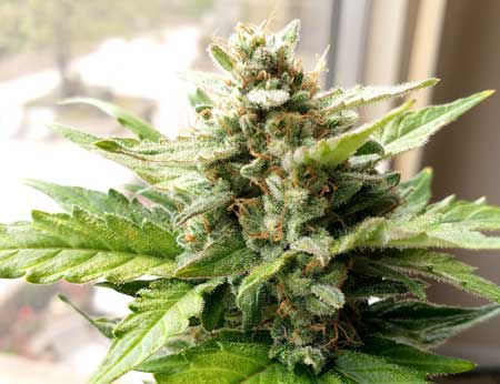 Zkittlez Auto