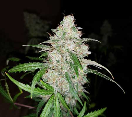 Black Jack Auto Cola