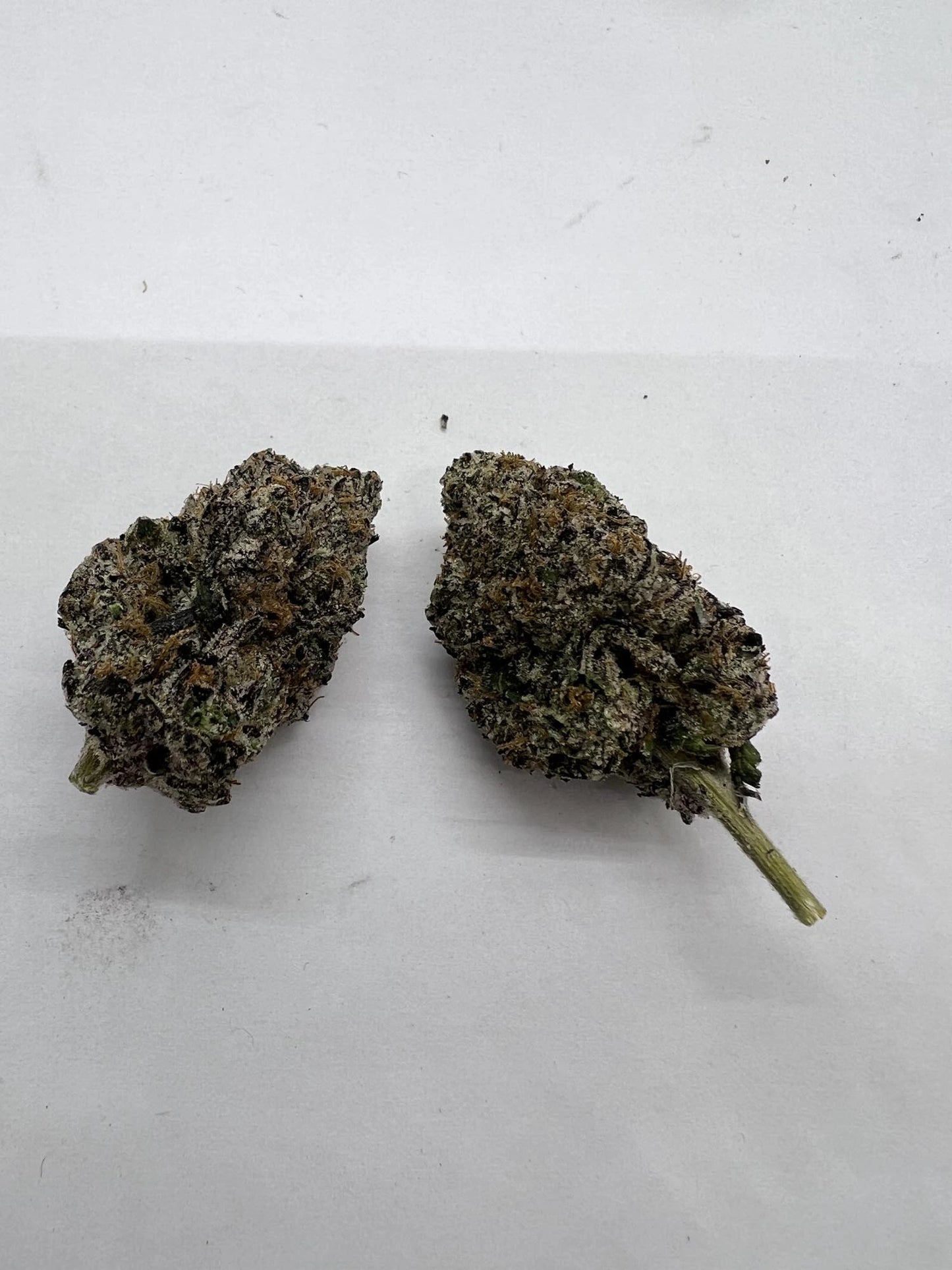Gelato 47