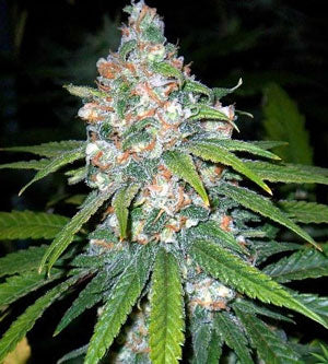 Lemon OG Haze SM