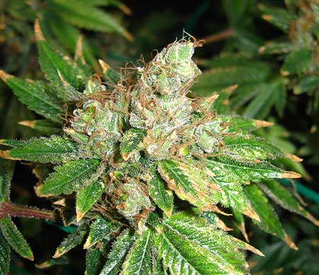 OG Kush SM