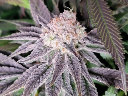 Runtz Bud