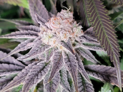 Runtz Bud