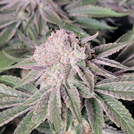 Runtz Bud