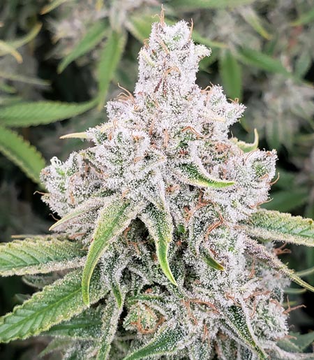 Super Sparkly